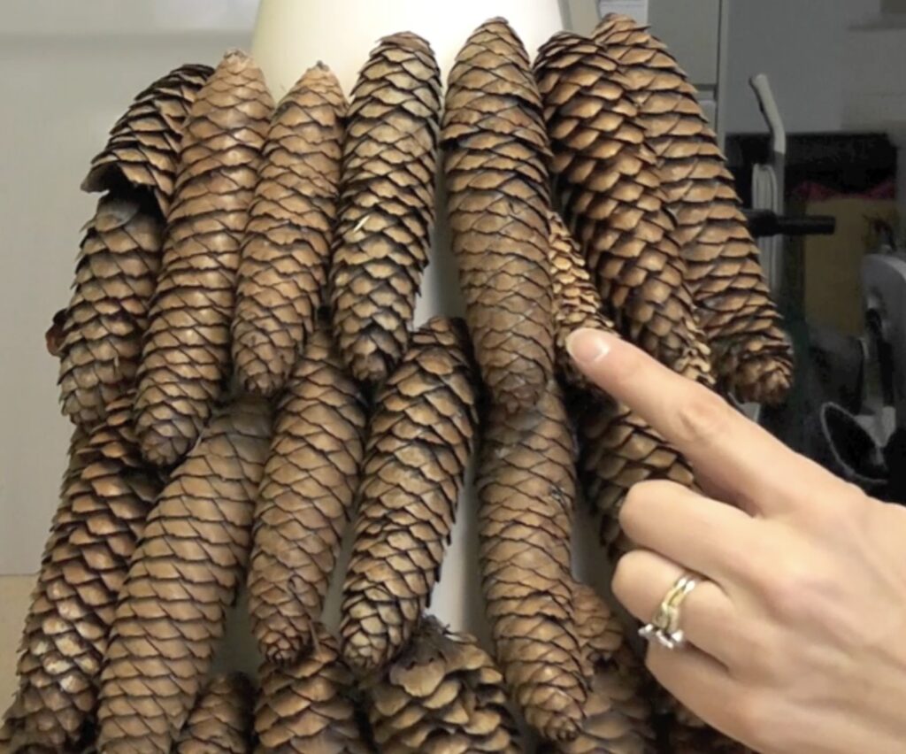 Fill in the spaces between the pine cones with smaller pine cones