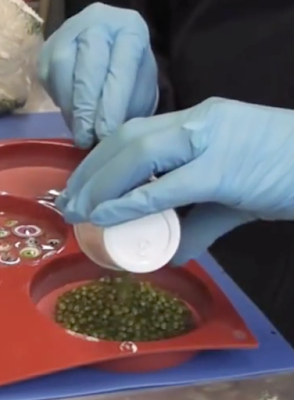 Learn how to make Chili Pepper and Mung Bean Resin Coasters. | chili peppers | mung beans | food | food coasters | resin | resin crafts | resin coasters | resin diy | drink coasters | resin projects | #diy #chilipeppers #mungbeans #naturalfoods #homemade #homedecor | home decor