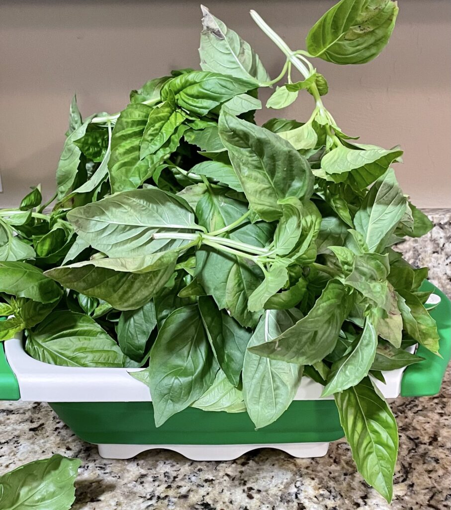 Harvested basil from garden