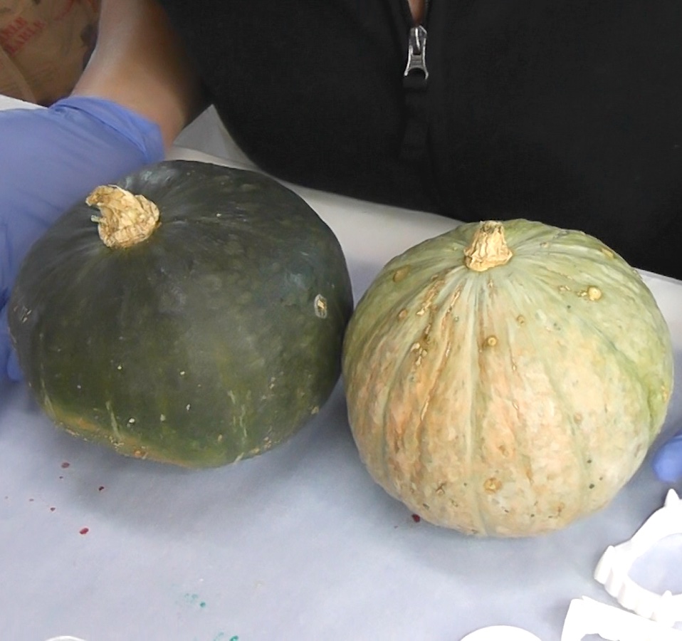 Find green pumpkins, the lumpier the better for this zombie painted pumpkins project