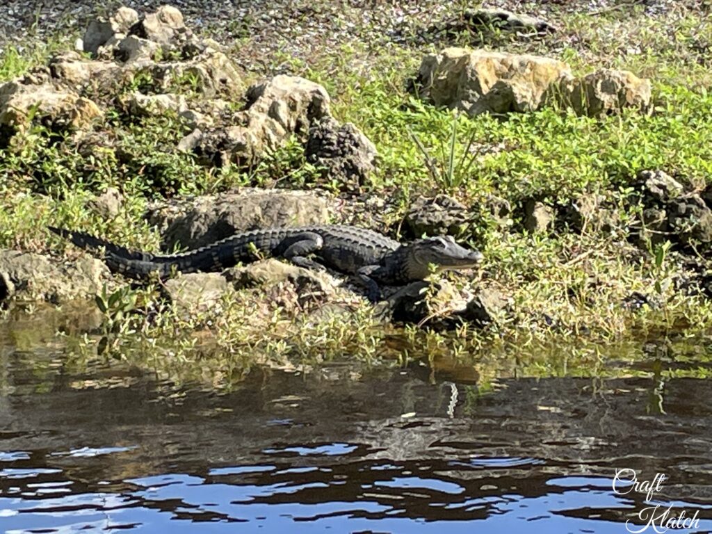 Alligator sunning itself on the banks of the river