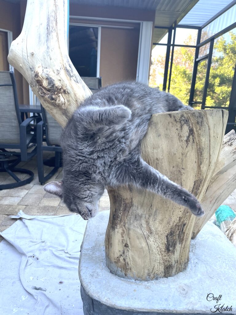 Grayson the cat hanging on the cat tree