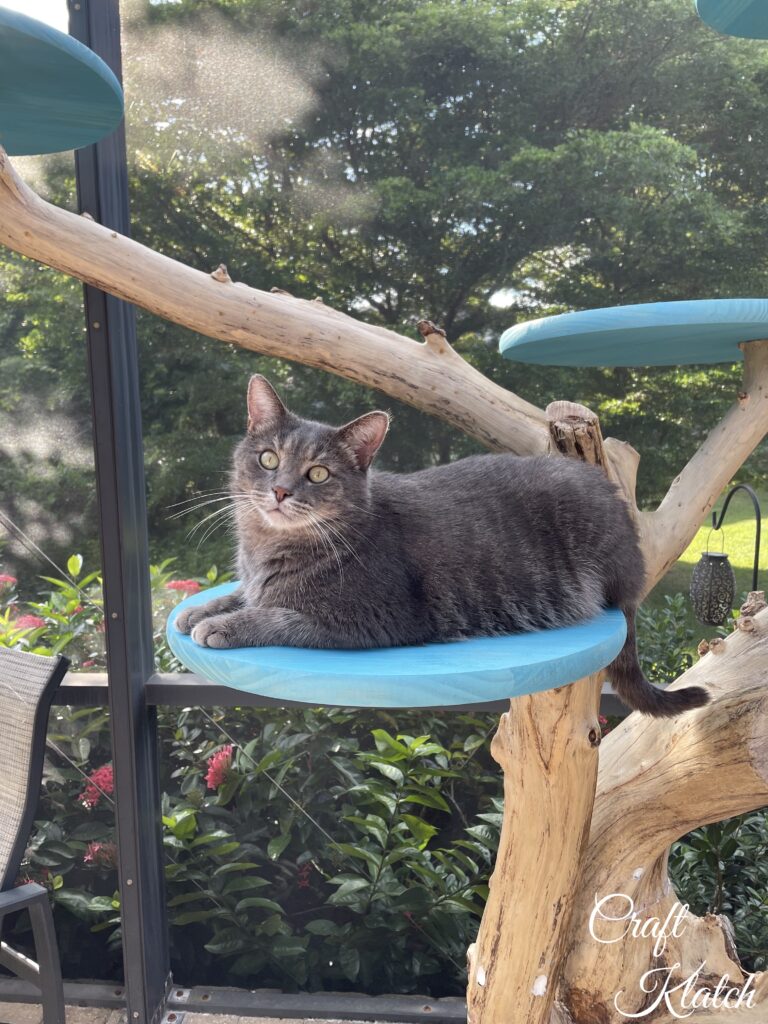 Grayson the tabby cat sitting in cat tree after moving to Florida