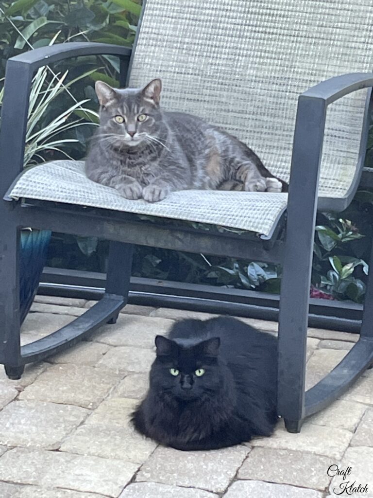 Pouffy the black cat and Grayson the tabby can sitting out side on the patio and chair
