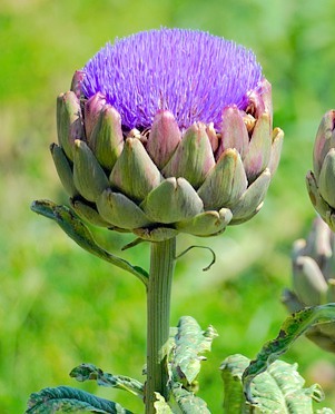 Blooming artichoke