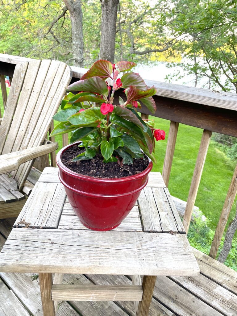 Angelwing begonias in red pot