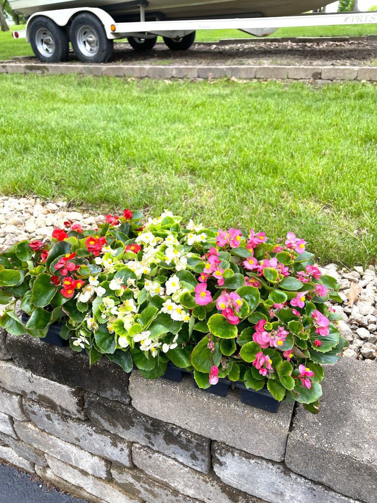 Red, white and pink begonias on stone wall | low-maintenance plant