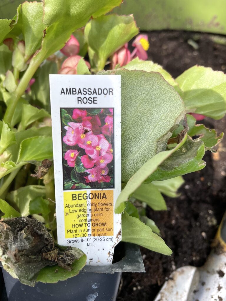 Ambassador rose begonia