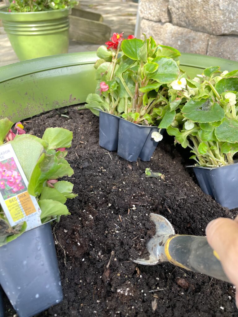 Begonias in green pot in potting soil | low-maintenance plants