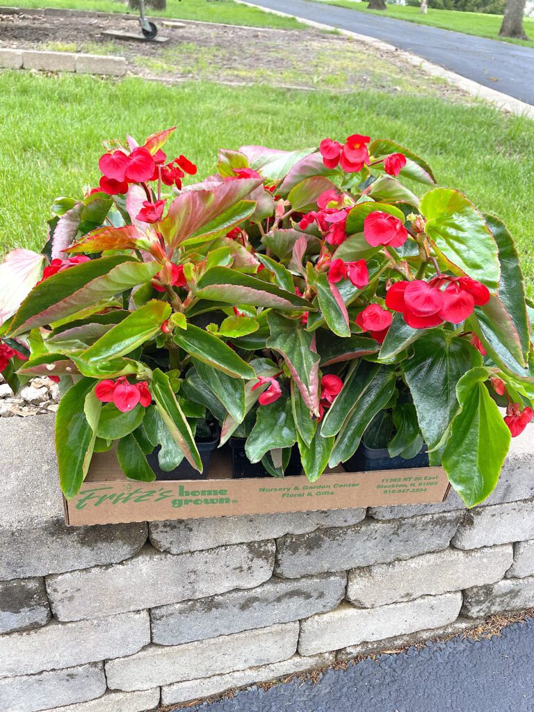 Dragon wing begonia | angling begonia | low-maintenance plant