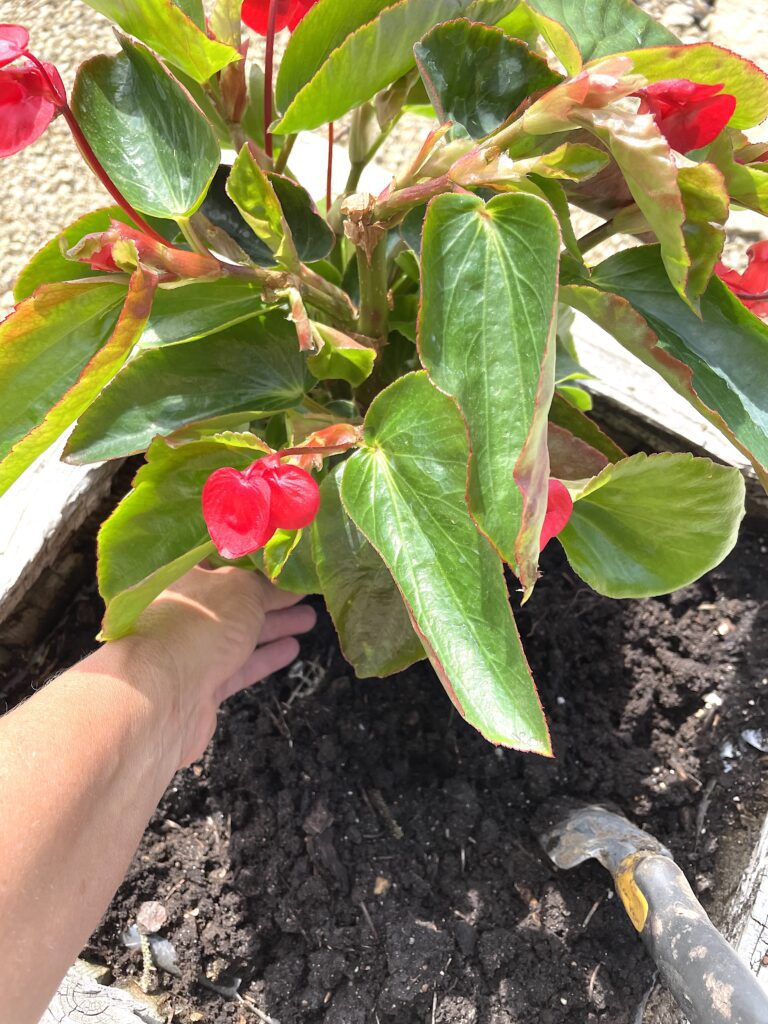 Planting angelwing begonia | dragonwing begonais low-maintenance plant