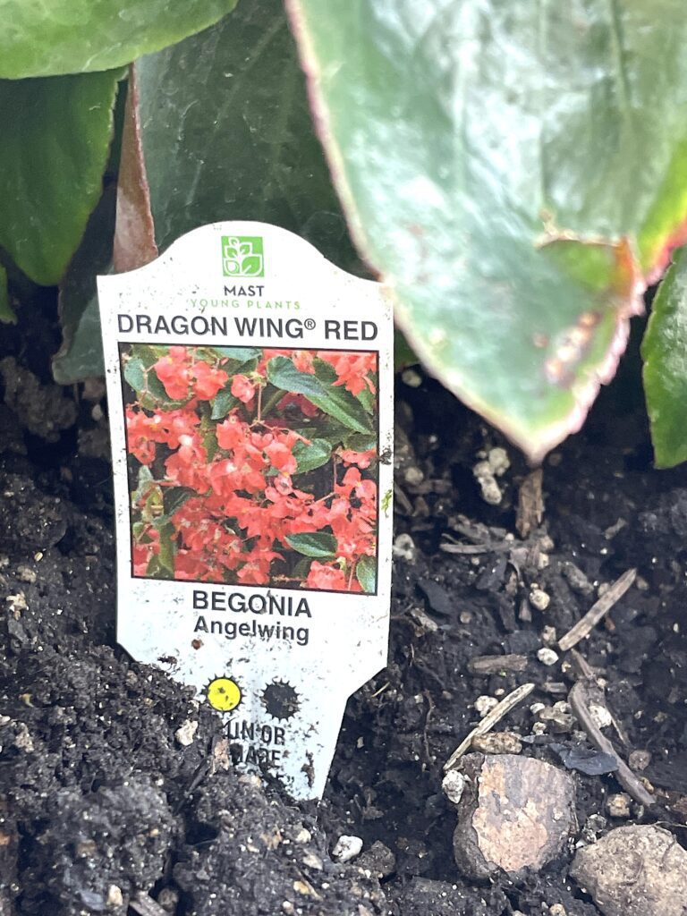 Dragon wing begonia | Angelwing begonia tag