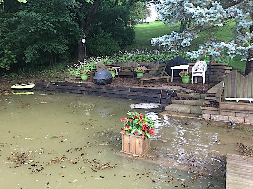 Begonias after flooding