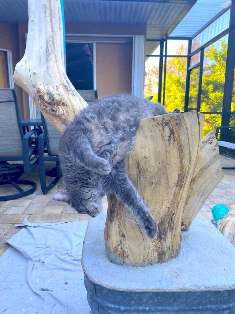 Grayson hanging off base of DIY cat tree