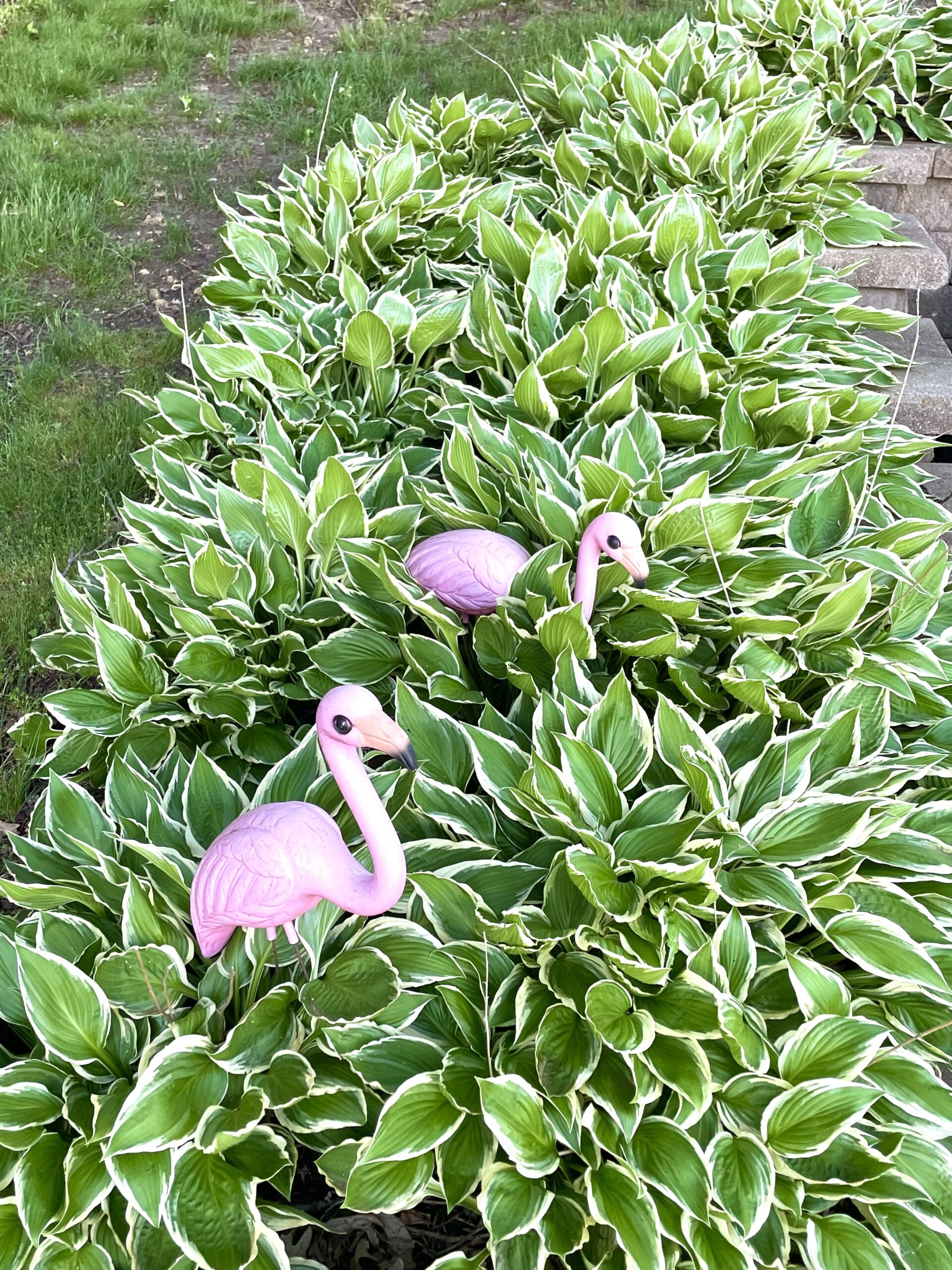 Flamingos in a sea of hostas