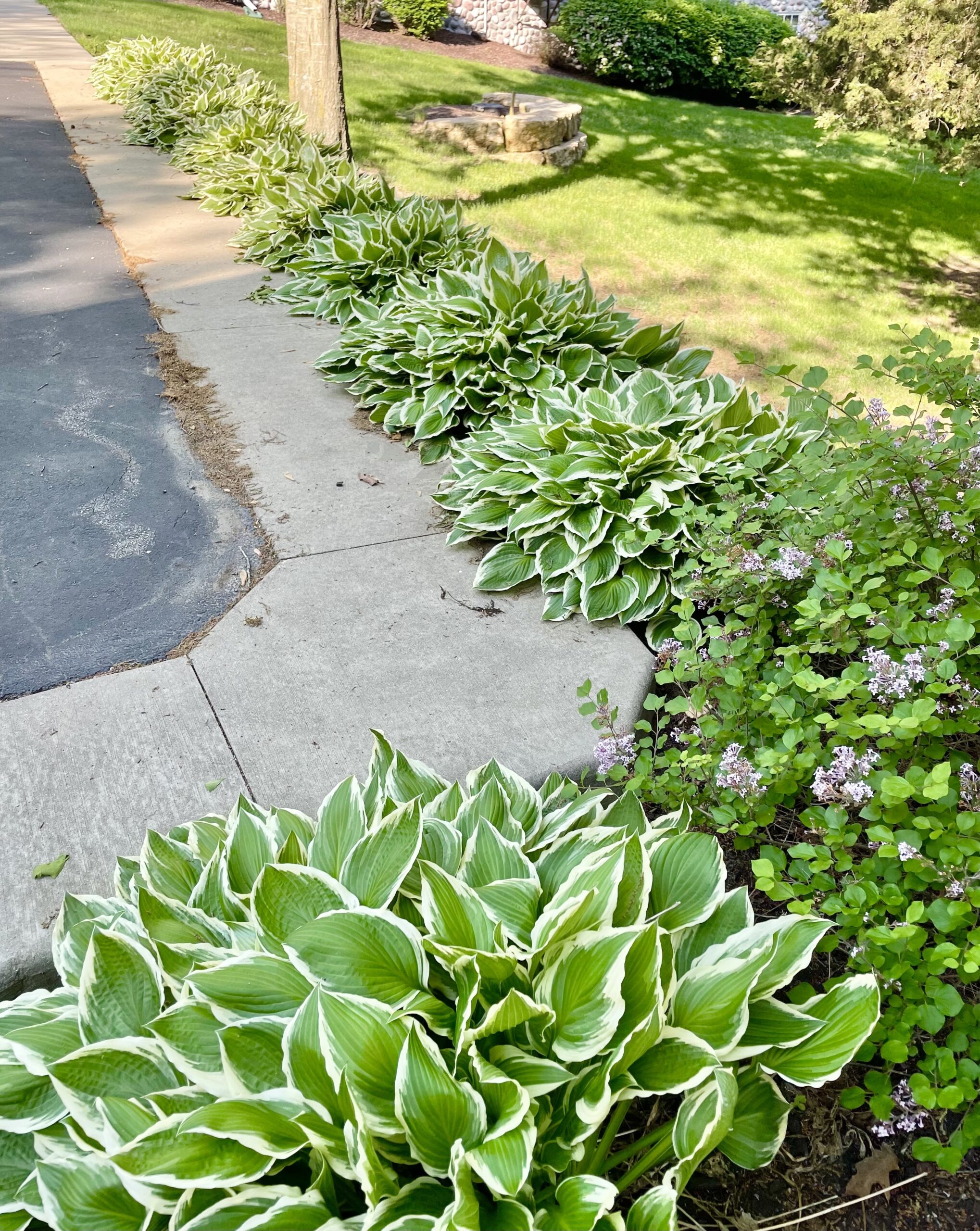 Hostas lining driveway