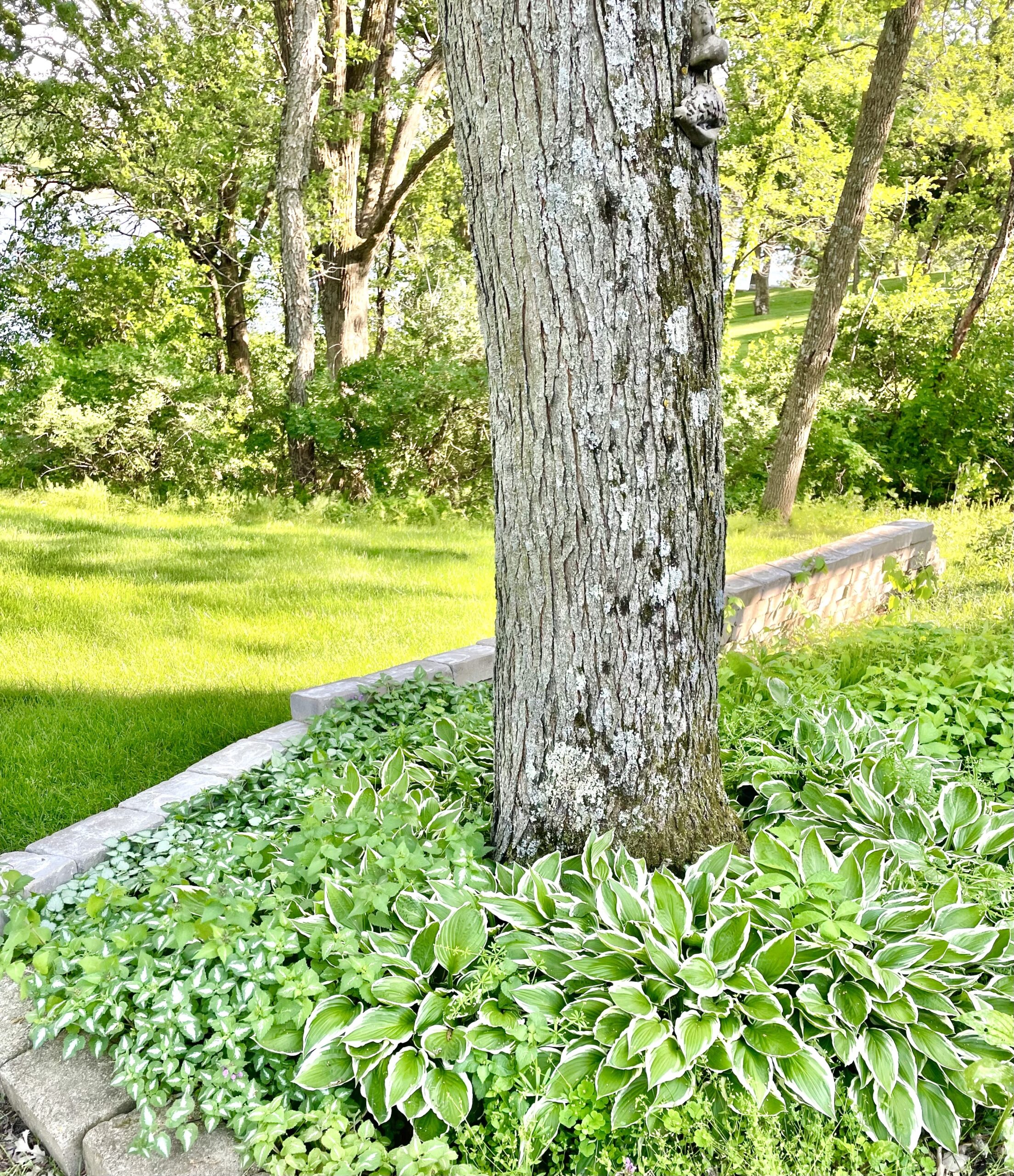 Hostas around bottom of trees