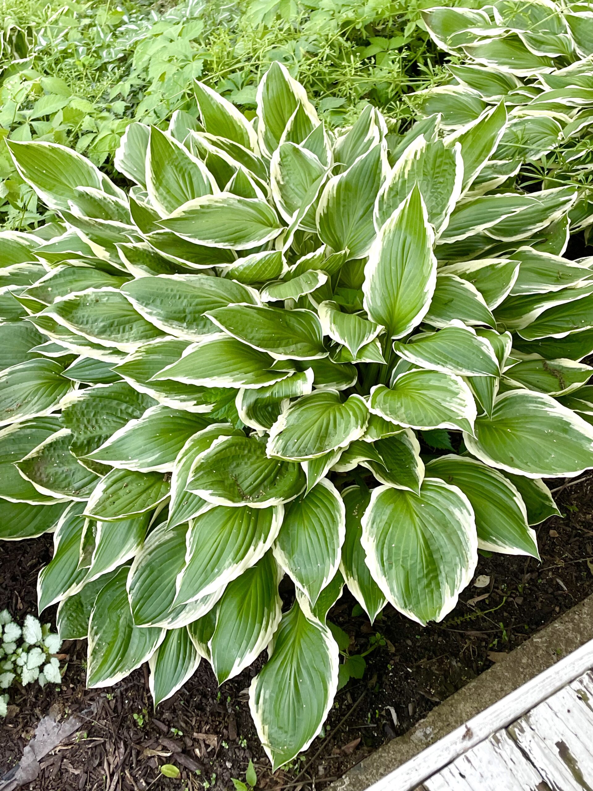 Hosta closeup