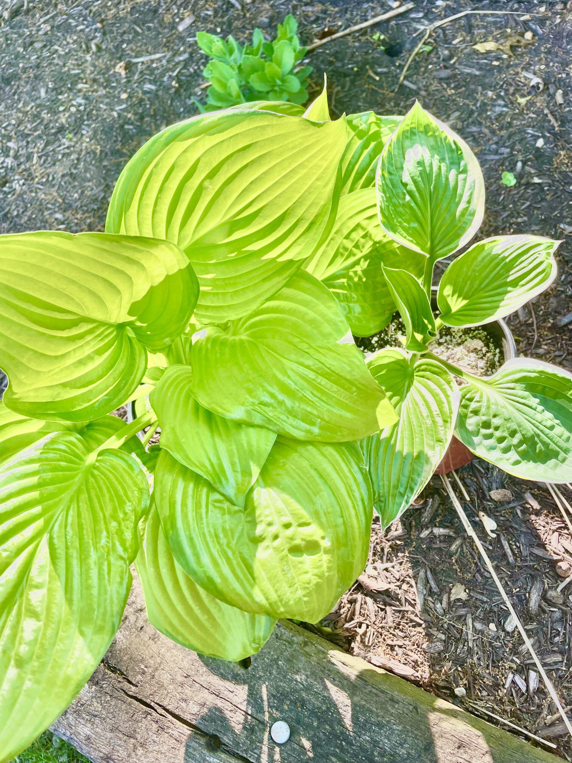 Hosta varieties