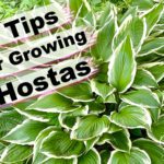 7 Tips for Growing Hostas