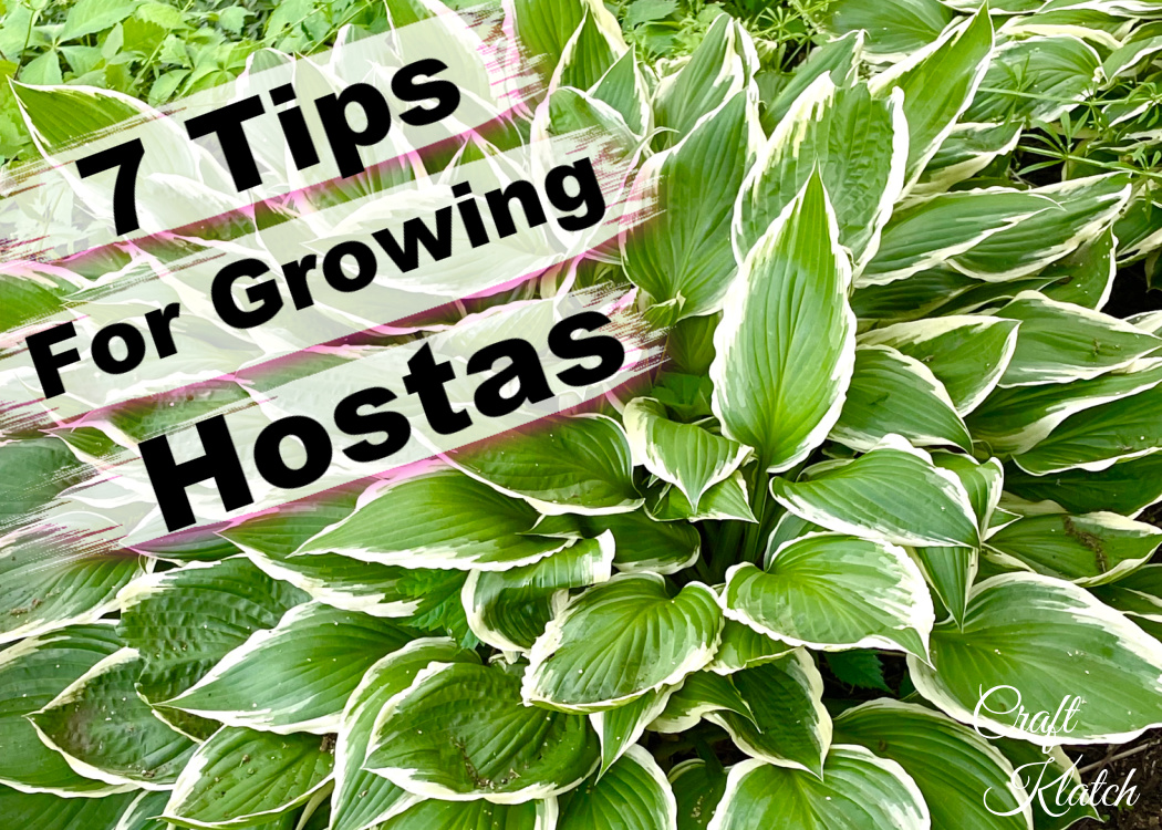 7 Tips for Growing Hostas