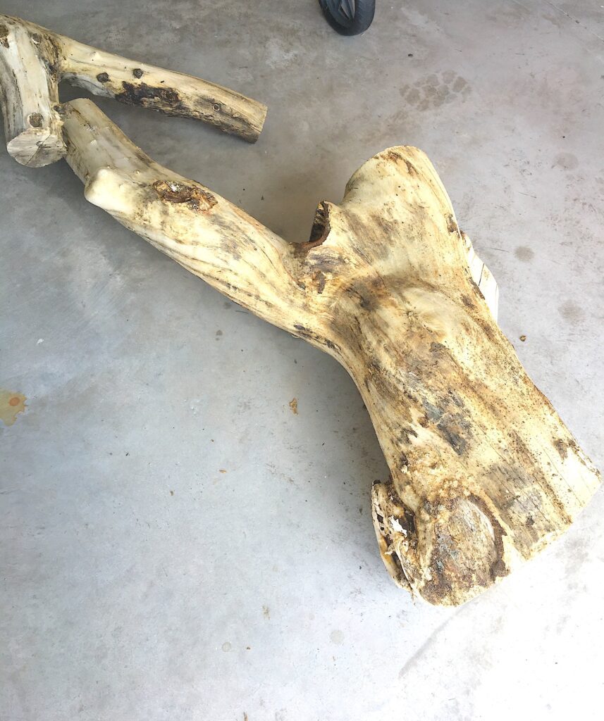 Real tree trunk
