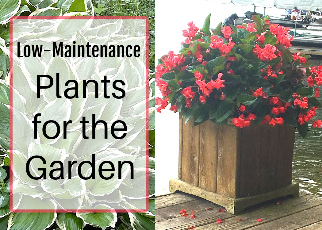 Low-maintenance plant for the garden