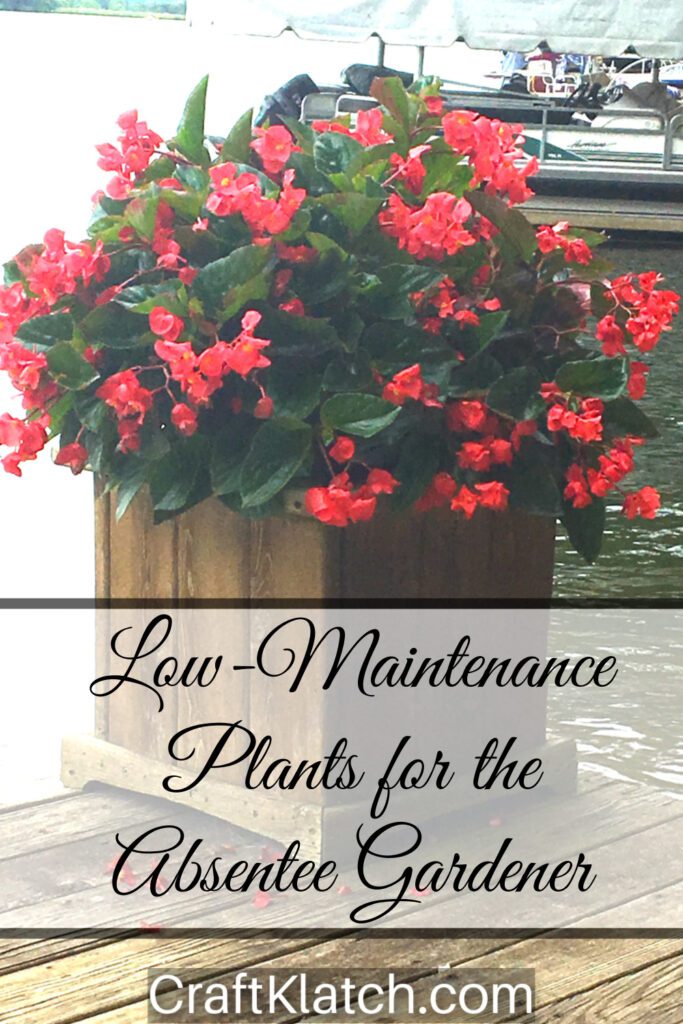 Low-maintenance plants for the absentee gardener Angelwing begonia