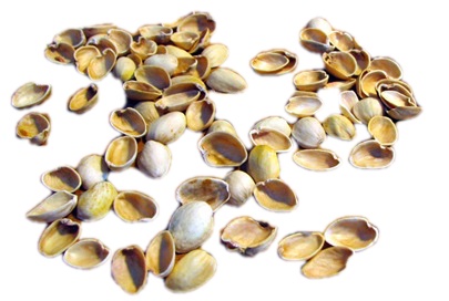 pistachio shells scattered