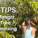 Trimming mango tree
