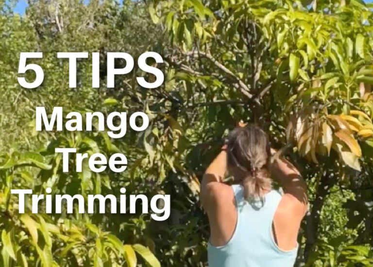 Trimming mango tree