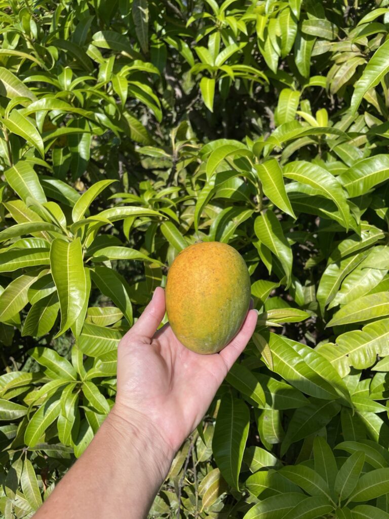 Mango fruit on tree