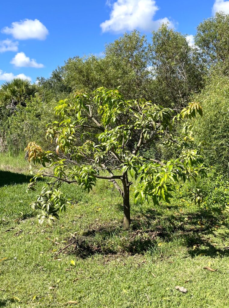 trim a mango tree after