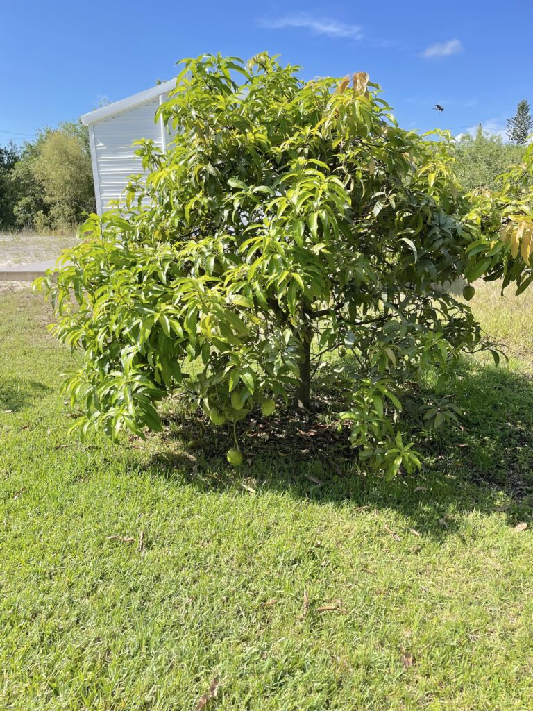 Trim a mango tree before