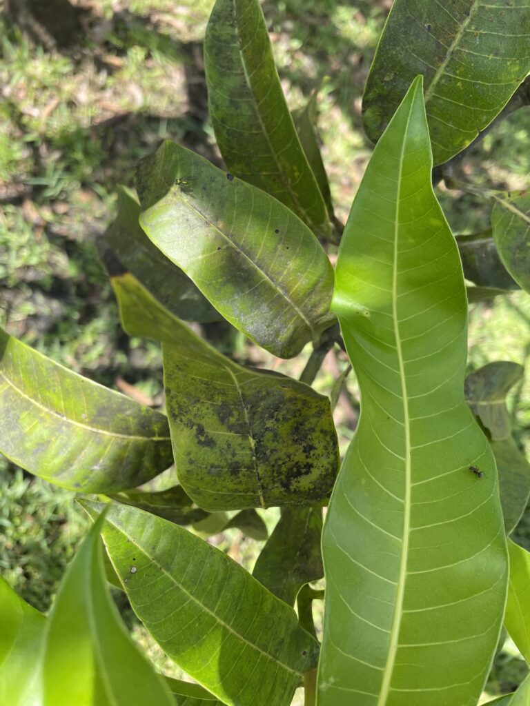 Mango tree leaves with sooty mold on leaves (honeydew)