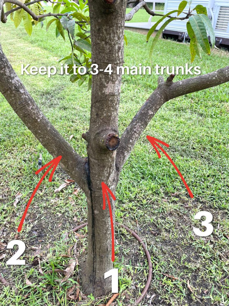 Mango tree three trunks