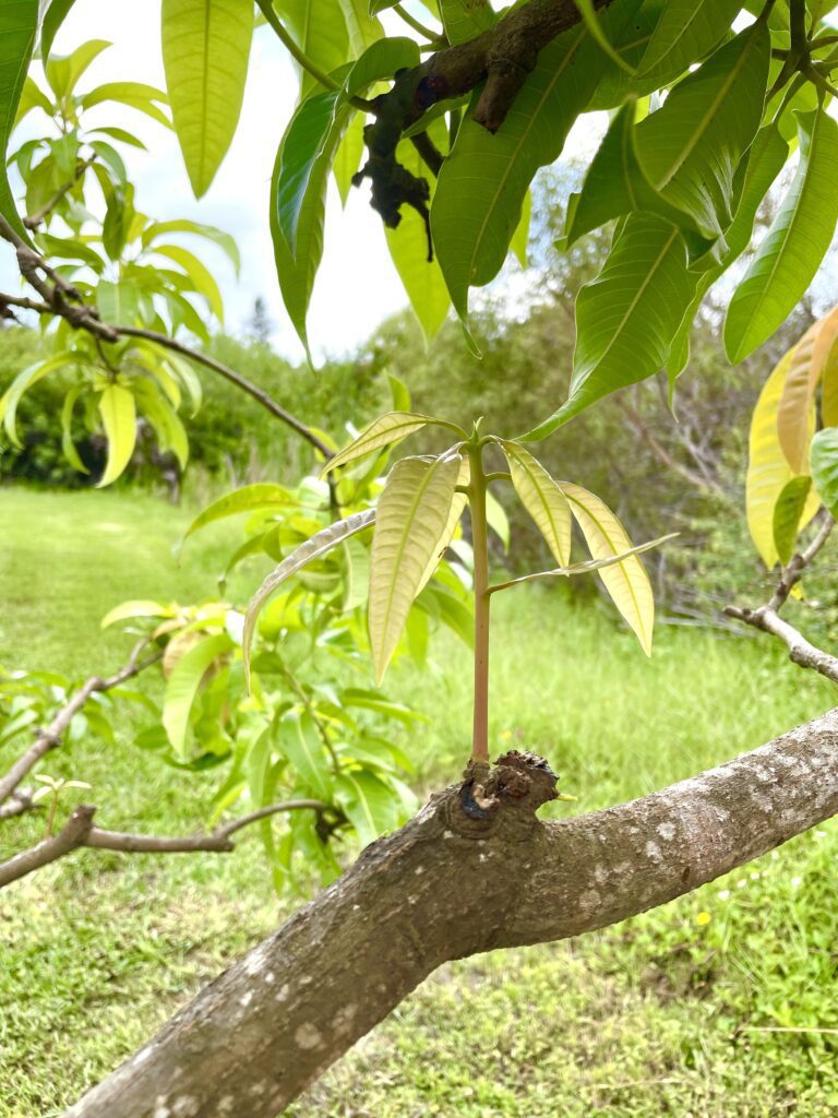 Mango tree with new branch growing vertically