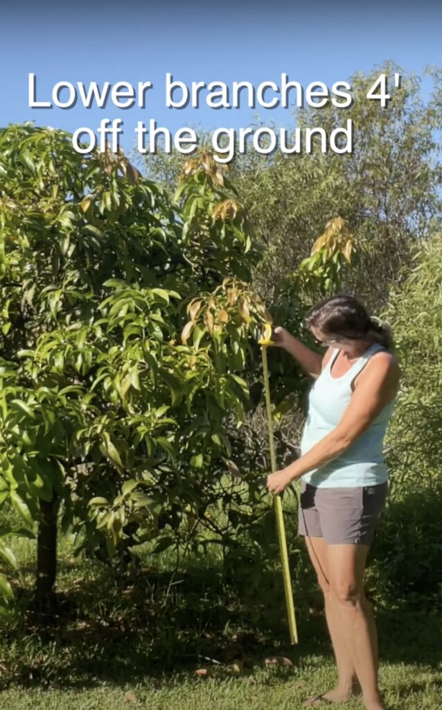 Measuring mango tree - lower branches 4' off the ground copy