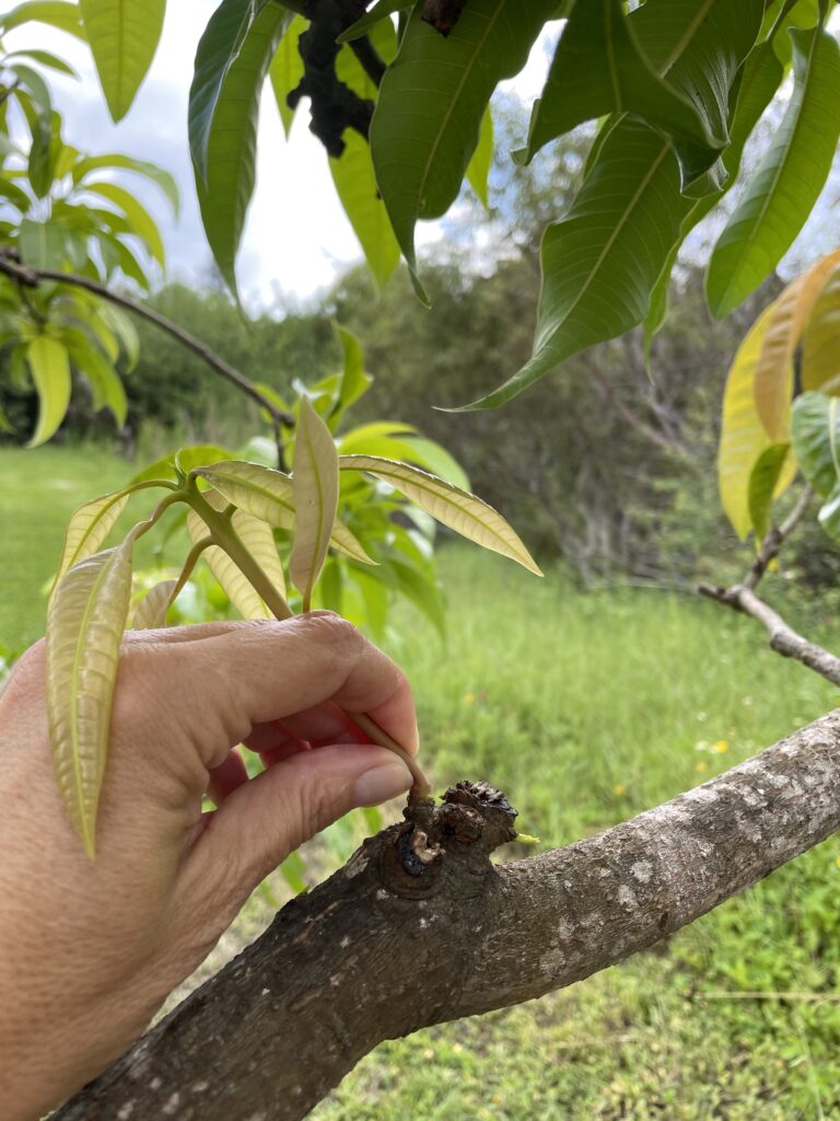 New growth can be snapped off with fingers