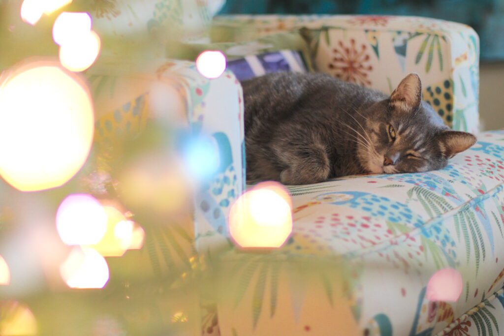 Grayson the cat laying by Christmas tree