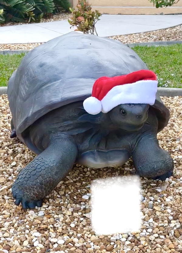 Turtle wearing Santa hat in yard