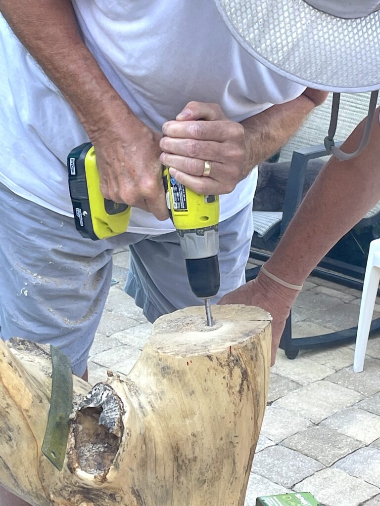 Drilling hole into trunk of tree
