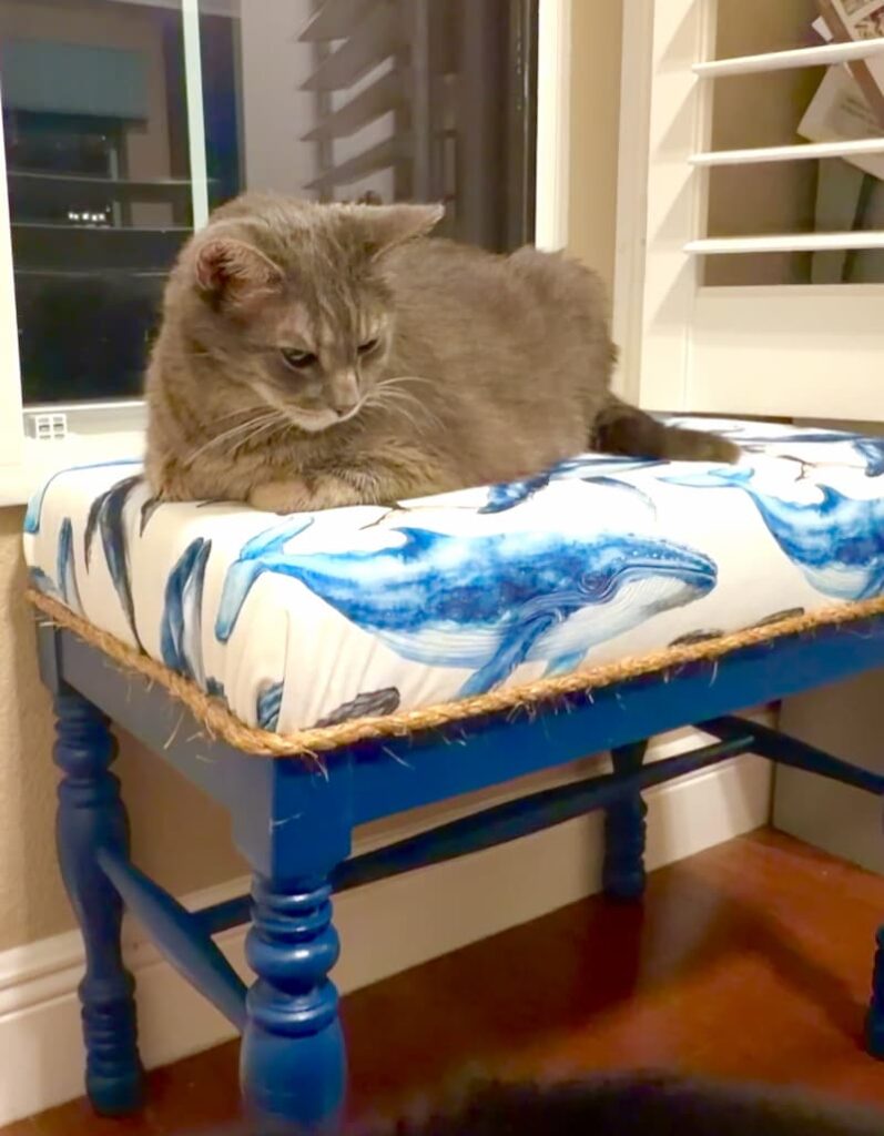 Grayson the tabby cat sitting on the newly reupholstered bench