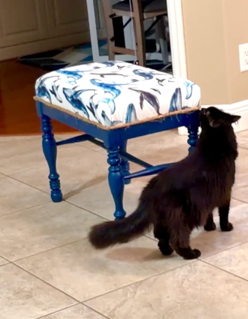 Pouffy the black cat checking out the newly reupholstered bench